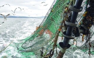 Популяция африканских пингвинов на грани исчезновения