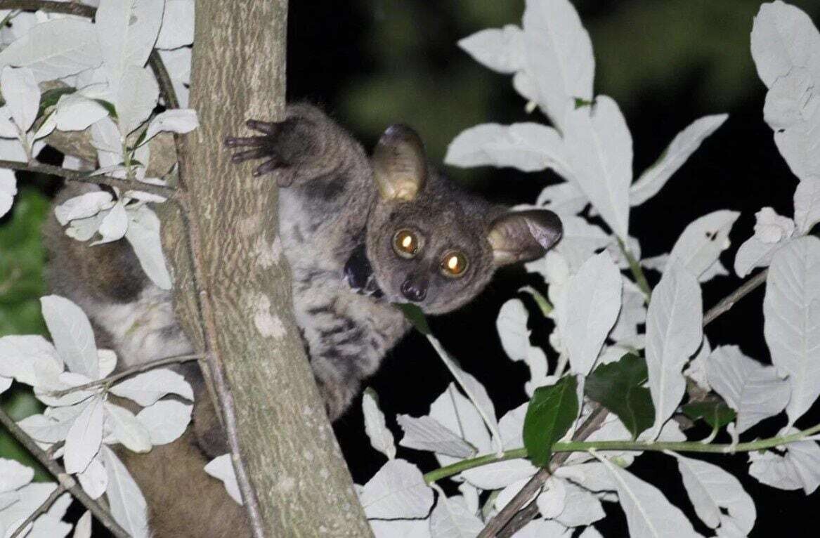 Исследование маленьких приматов выявляет проблемы адаптации к экстремальным температурам