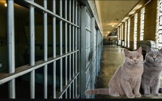 Два подозреваемых якобы превратились в котов, чтобы избежать задержания
