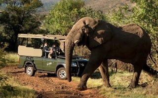 Испанского туриста травит слон во время фотосессии в Южной Африке