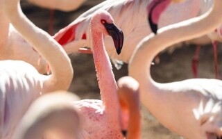 Птенцы фламинго в зоопарке Йоханнесбурга