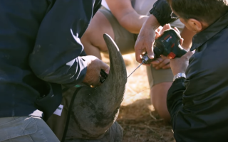 Южная Африка запускает пилотный проект по инъекции рогов носорогов радиоактивными материалами