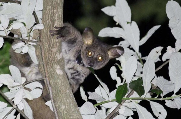 Исследование маленьких приматов выявляет проблемы адаптации к экстремальным температурам